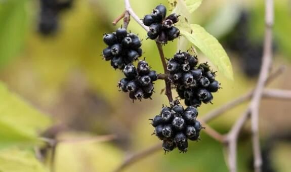 2021040712104744ac4468deb94cd786791d8c47b68f34