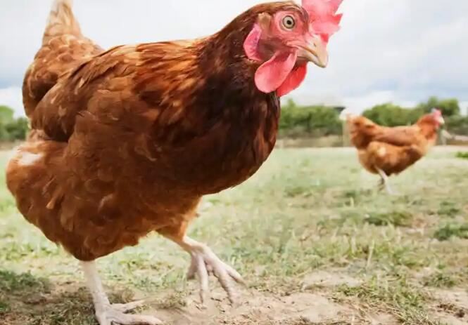 2021081213514568c77e4938764ed58ab7ceedf87b6e8a-5 2021081213514568c77e4938764ed58ab7ceedf87b6e8a-5