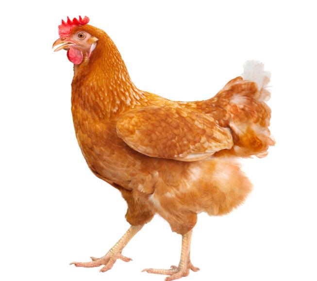 2022031711432202d94e2bdf834be6b8d73fa9be906fc5-4