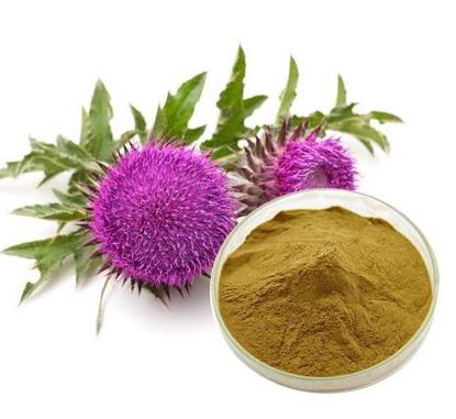 silymarin-powder14514361223 Silymarin Powder14514361223