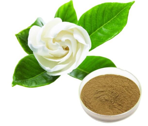 gardenia-extract24311980931 Gardenia Extract24311980931