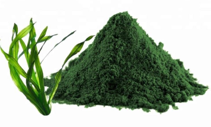 spirulina-powder19053627965 Spirulina Powder19053627965