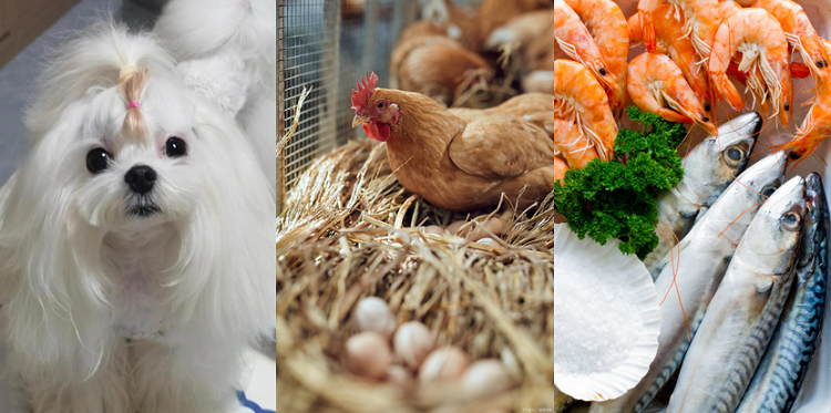 루테인 응용 프로그램