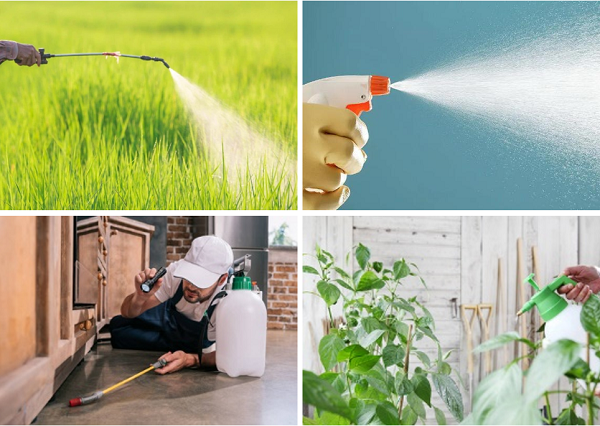 피레트린 꽃가루의 응용 분야