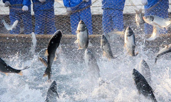 액상 로테논 적용