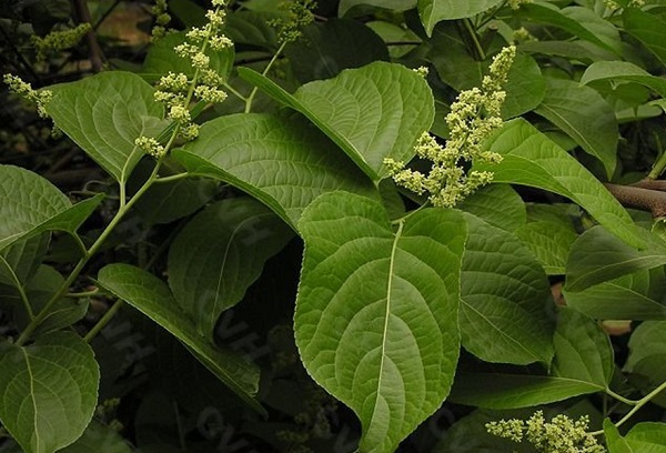 셀랑굴린 제조업체