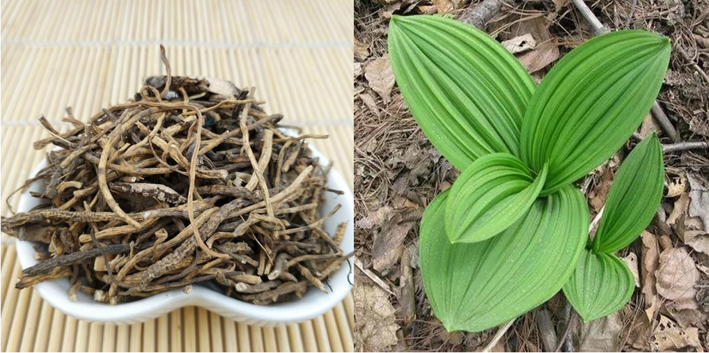 생물 살충제 베라트린