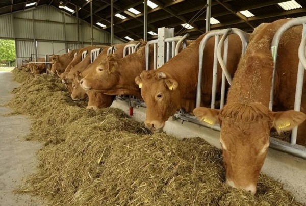 반추동물 영양을 위한 도매 마그네슘 글리시네이트 분말