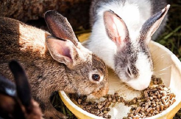 알팔파 분말이 함유된 토끼 사료