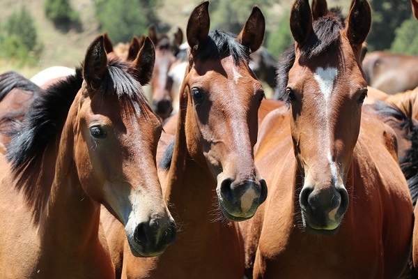 현대 사료 배합에서 유카 추출물이 말의 소화기관 건강을 지원하는 방법