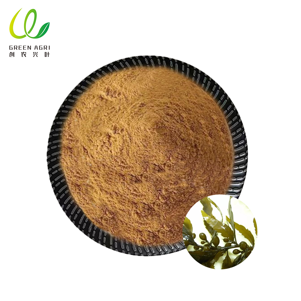 갈색 해조류 분말