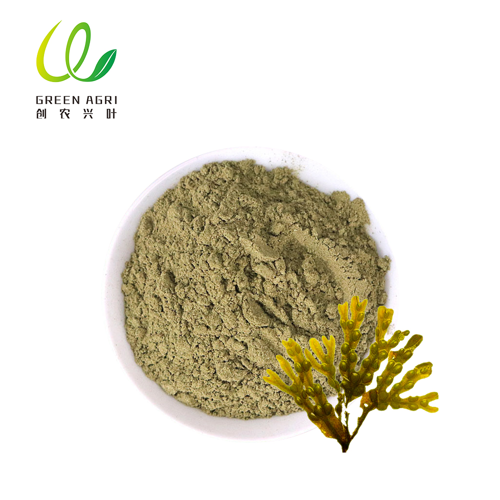 갈색 다시마 분말