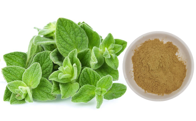 오레가노 추출물