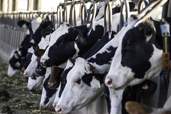 적합한 반추동물용 식물성 사료 첨가제를 고르는 방법은 무엇일까요?