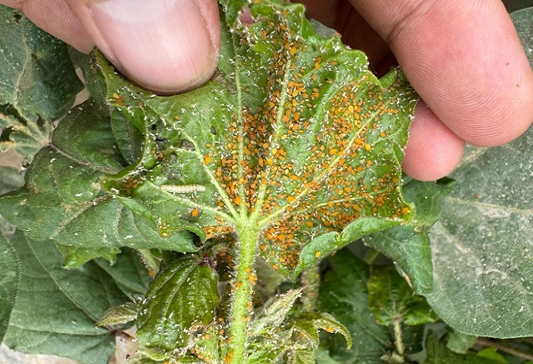 사례 연구: 유기농 해충 방제 솔루션에 알리신을 활용하기