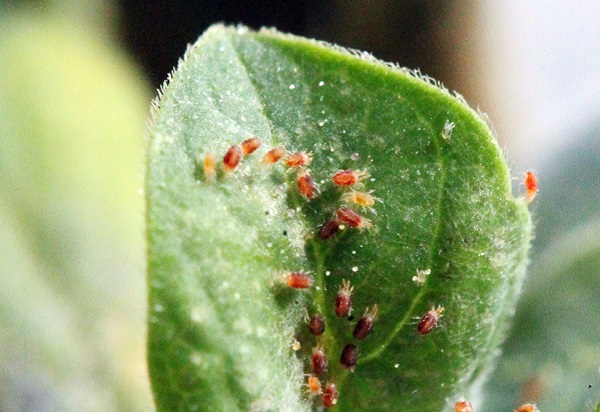 마트린이 다양한 작물에 어떻게 활용되는지: 사례 연구